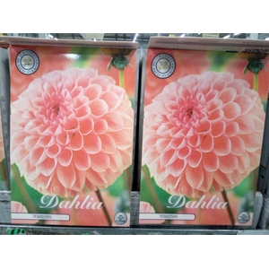 Dahlia   ...flowerbulbs