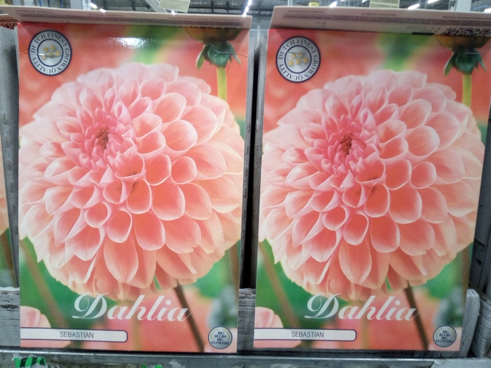 <h4>Dahlia   ...flowerbulbs</h4>