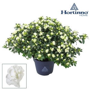 Hortinno® Home 'Noralinde' 35 - 37 cm