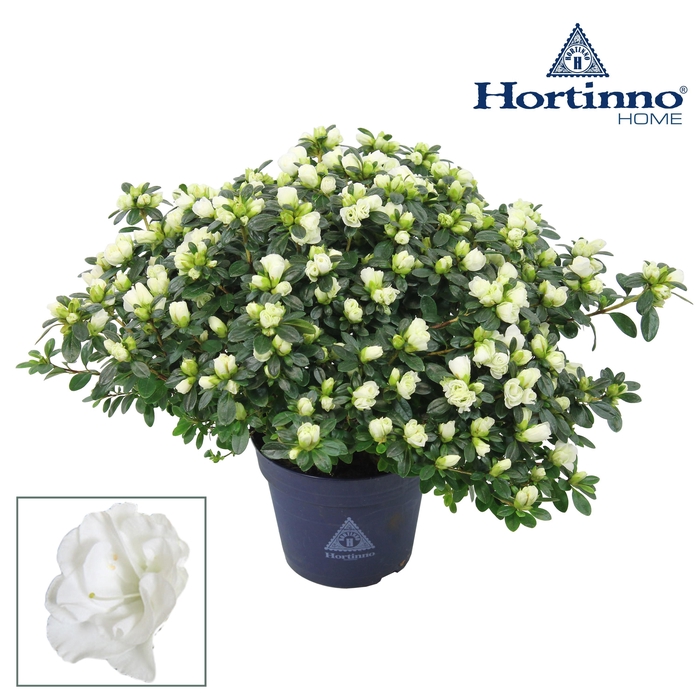 <h4>Hortinno® Home 'Noralinde' 35 - 37 cm</h4>