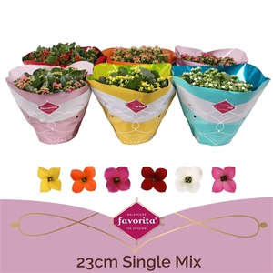 Kalanchoë Single Mix in SV.COloursleeve