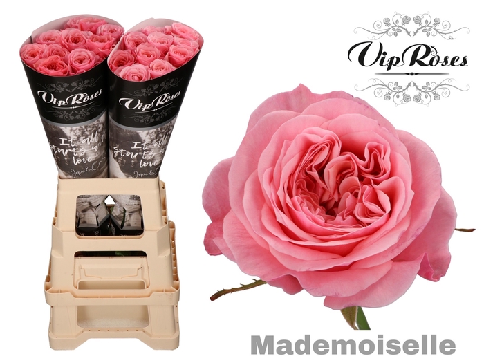 R GR MADEMOISELLE