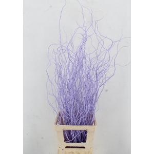 SALIX OV KLB H%