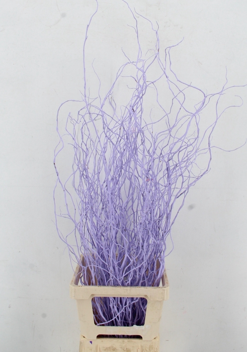 <h4>SALIX OV KLB H%</h4>