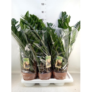 Zamioculcas zamiifolia