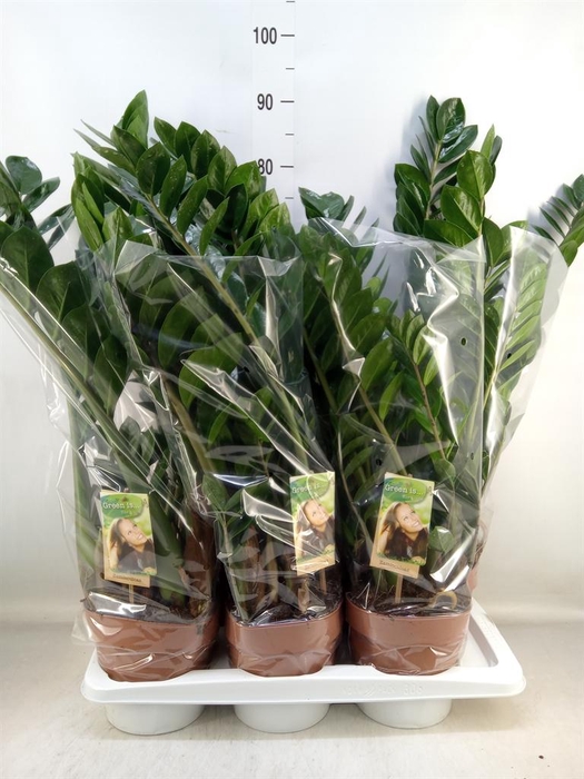 <h4>Zamioculcas zamiifolia</h4>