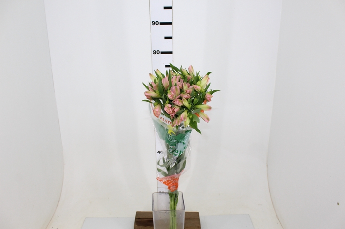 ALSTROEMERIA DUBAI 080 CM