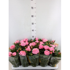 Rosa  'Adele Kordana Grande'