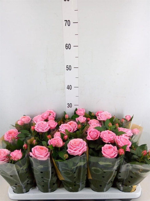 <h4>Rosa  'Adele Kordana Grande'</h4>