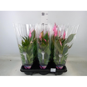 Spathiphyllum  'Bellini'