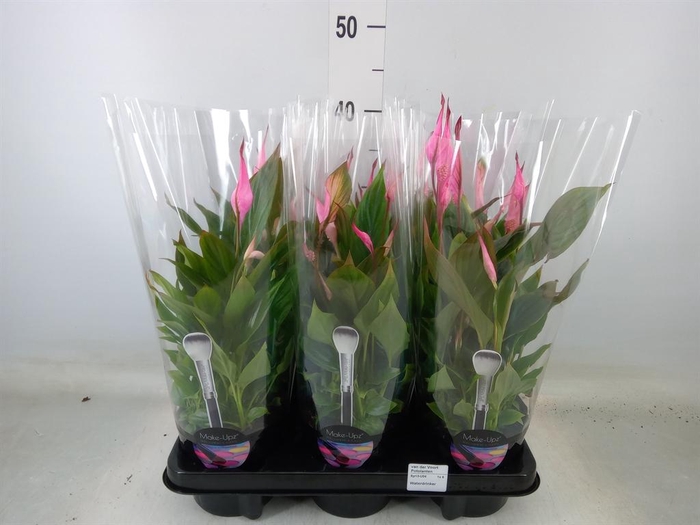 <h4>Spathiphyllum  'Bellini'</h4>