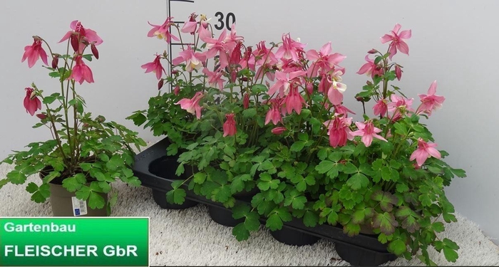 <h4>AQUIL CAERULEA</h4>