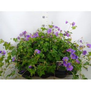 Geranium   ...
