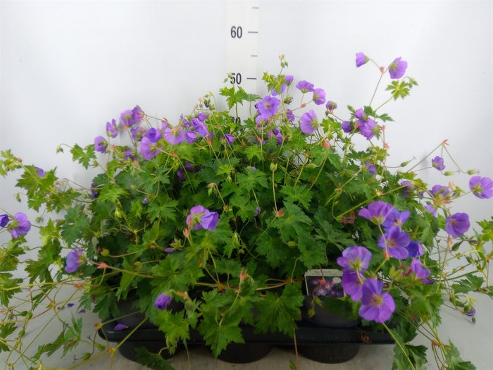<h4>Geranium   ...</h4>