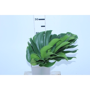 FOLHAGEM MONSTERA DELICIOSA 040 CM