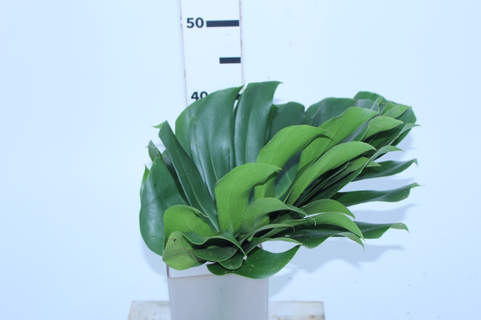 FOLHAGEM MONSTERA DELICIOSA 040 CM
