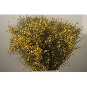 Ginster Yellow Per Bunch