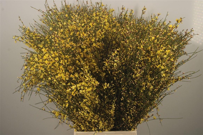 <h4>Ginster Yellow Per Bunch</h4>