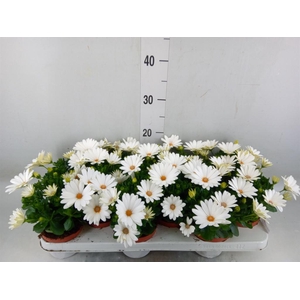 Osteospermum  'Dalina Clarissa'