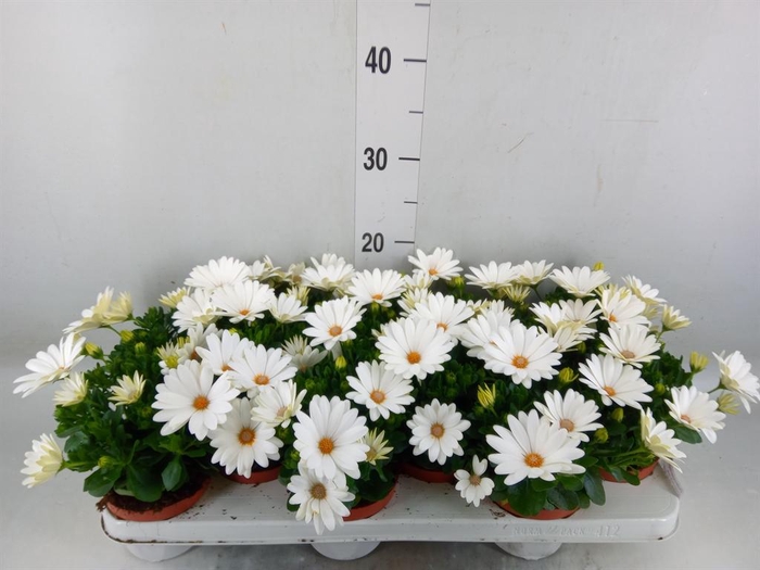 <h4>Osteospermum 'Dalina Clarissa'</h4>