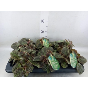 Episcia cupreata 'Shimmer'