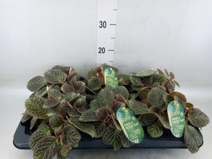 <h4>Episcia cupreata 'Shimmer'</h4>