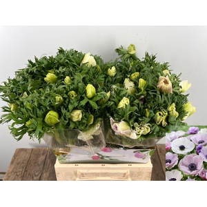 ANEM CO MIS + BICOLO