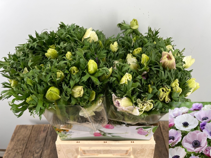 <h4>ANEM CO MIS + BICOLO</h4>