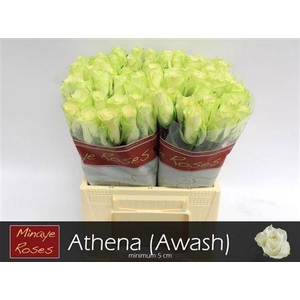 R Gr Athena