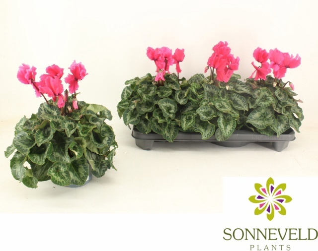 <h4>CYCL GR HAL CURLY</h4>