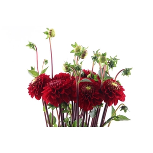 Dahlia Red Fox