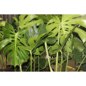 MONSTERA DELICIOSA P30