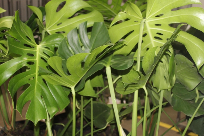 <h4>MONSTERA DELICIOSA P30</h4>