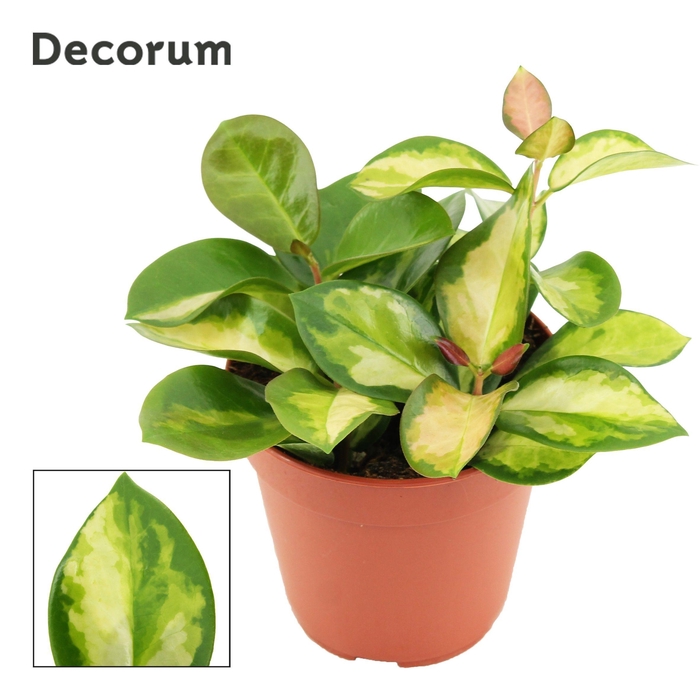 <h4>Hoya Australis 12 cm Lisa (Decorum)</h4>