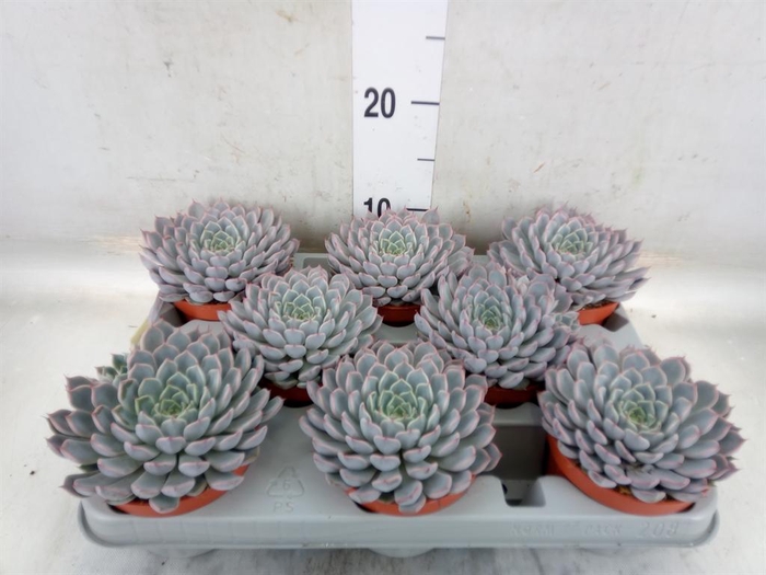 <h4>Echeveria cuspidata</h4>