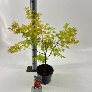 Acer palmatum Katsura