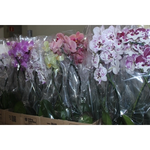 PHALAENOPSIS P12 VARIADO 2 HT ESPIR