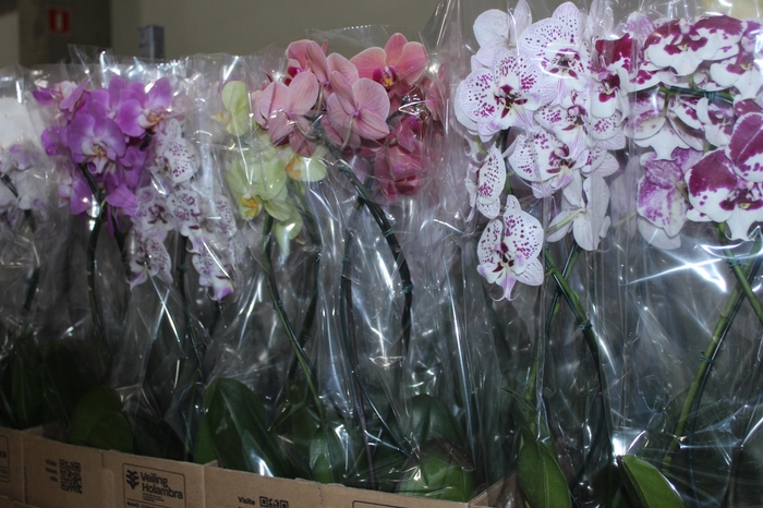 <h4>PHALAENOPSIS P12 VARIADO 2 HT ESPIR</h4>