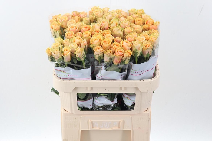 <h4>R Gr Alchemy</h4>