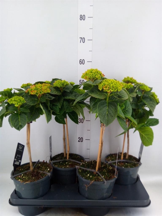 <h4>Hydrangea mac.   ...</h4>