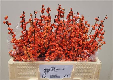 <h4>Ilex Ve Oudijks Orange</h4>