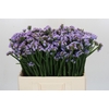 Limonium sinuatum Donau Birds