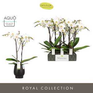 Phalaenopsis wit meer takken
