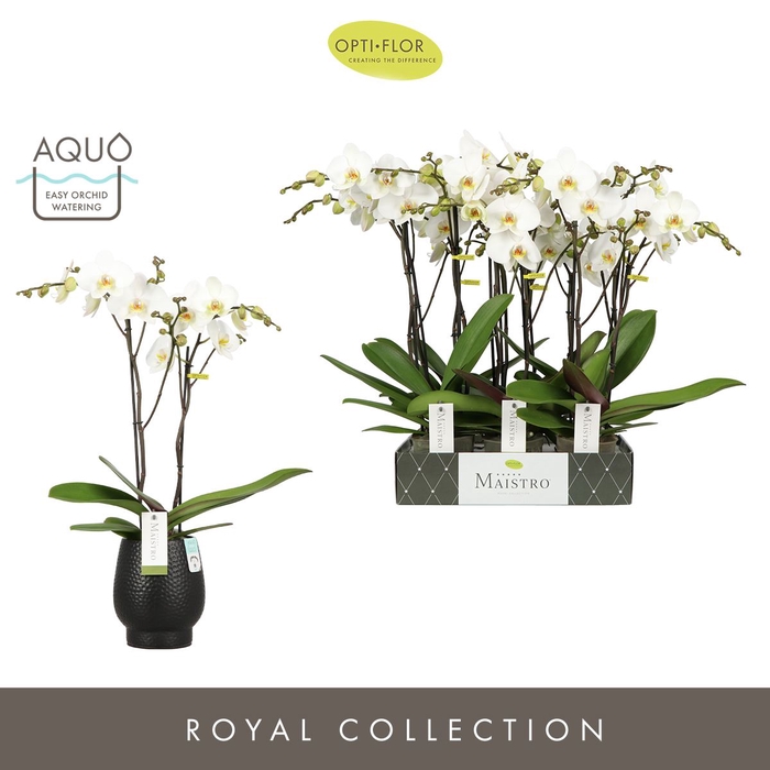 <h4>Phalaenopsis wit meer takken</h4>