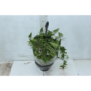 ABUTILON VARIEGATO C18