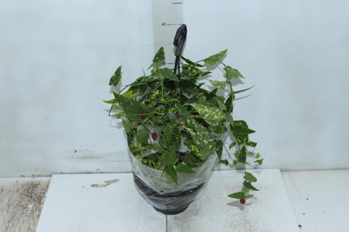 <h4>ABUTILON VARIEGATO C18</h4>