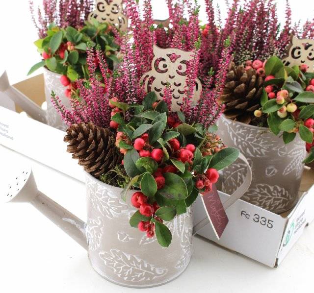 <h4>ARR TUINPLANTEN</h4>