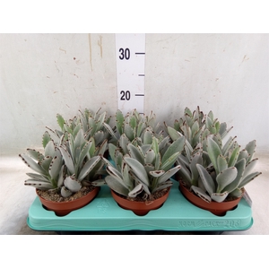 Kalanchoe NF tomentosa