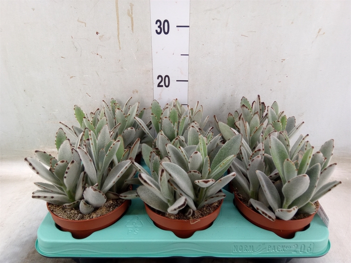 <h4>Kalanchoe NF tomentosa</h4>