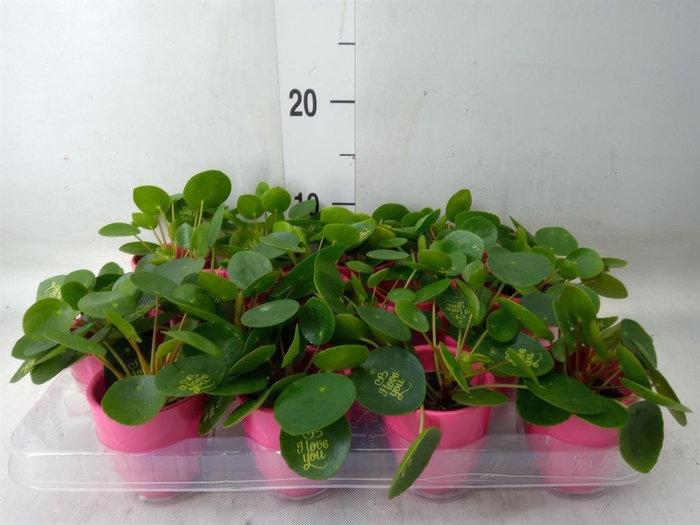 <h4>Pilea peperomioides</h4>